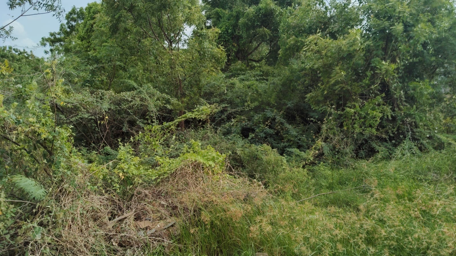 Plot 166 Before Cleanup